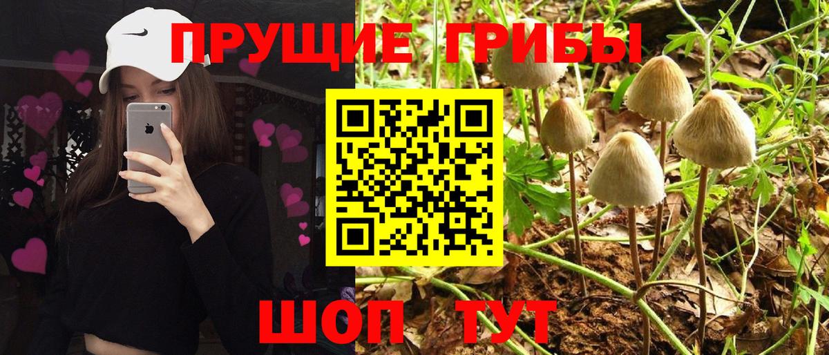 Галлюциногенные грибы GOLDEN TEACHER Ялта
